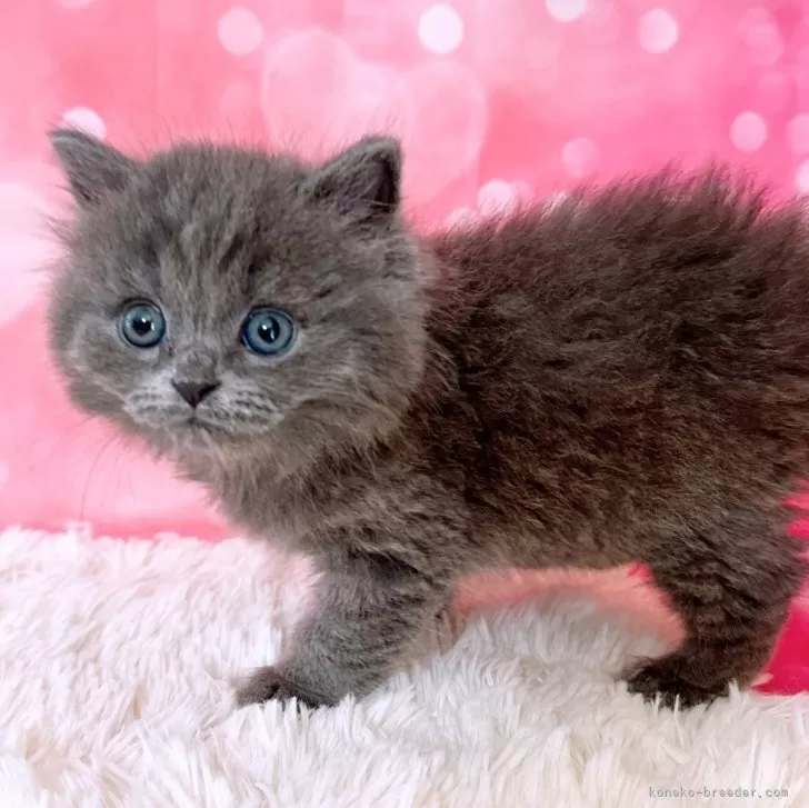 ID：2404-01777の子猫