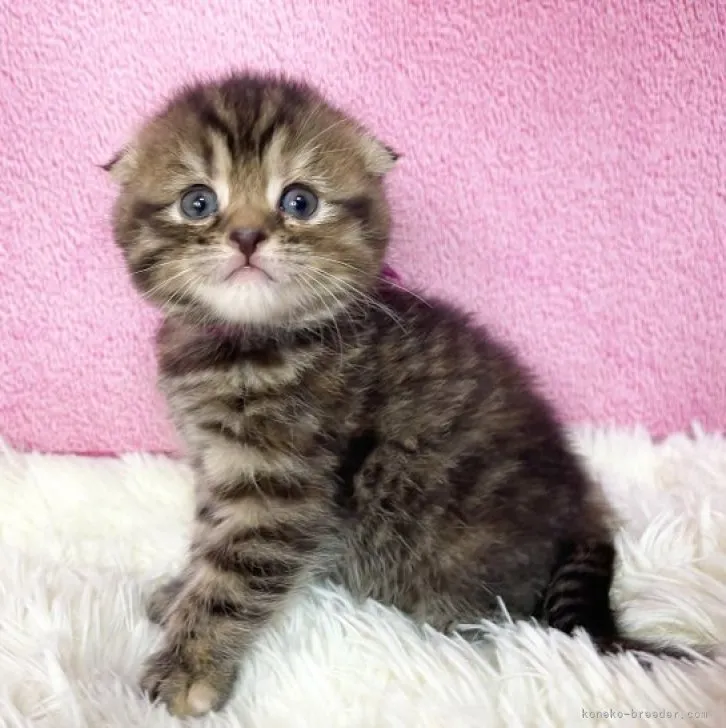 ID:2305-00126の子猫