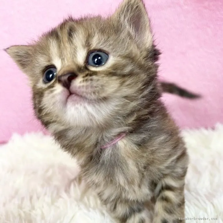 ID:2305-00125の子猫