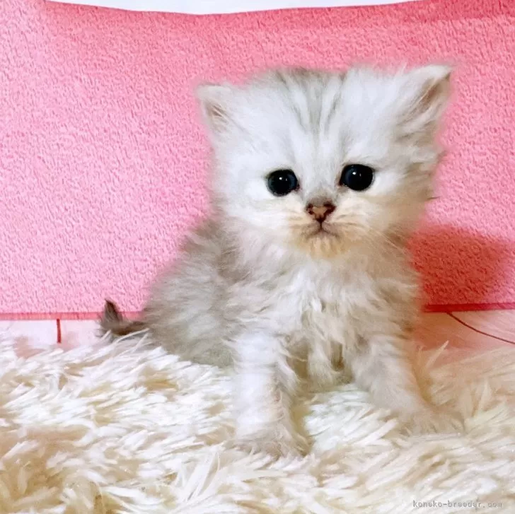 ID：2406-03393の子猫