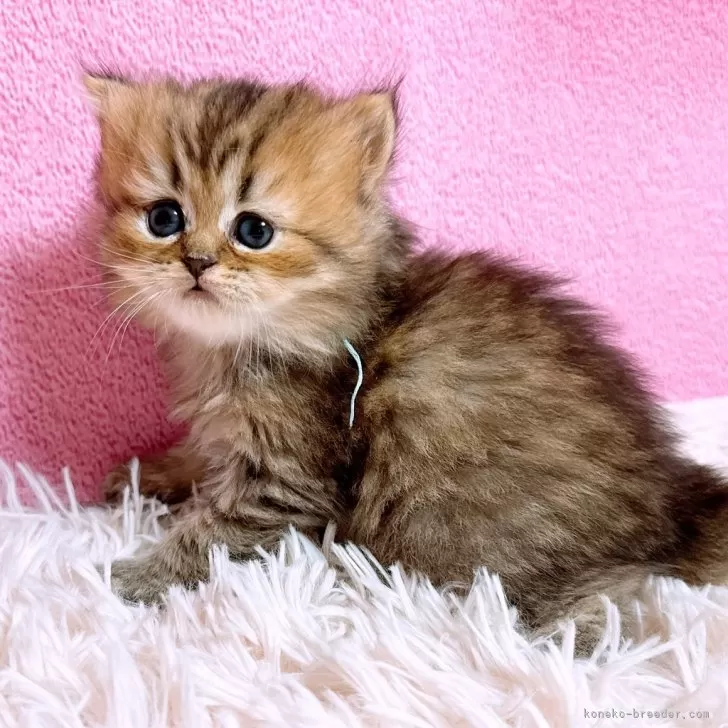 ID：2412-00706の子猫