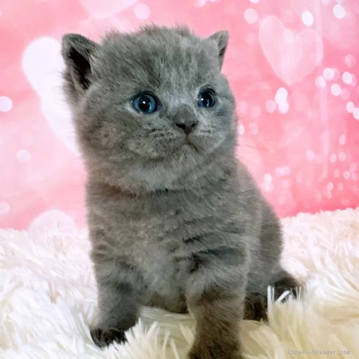 K.T 様のお迎えした子猫