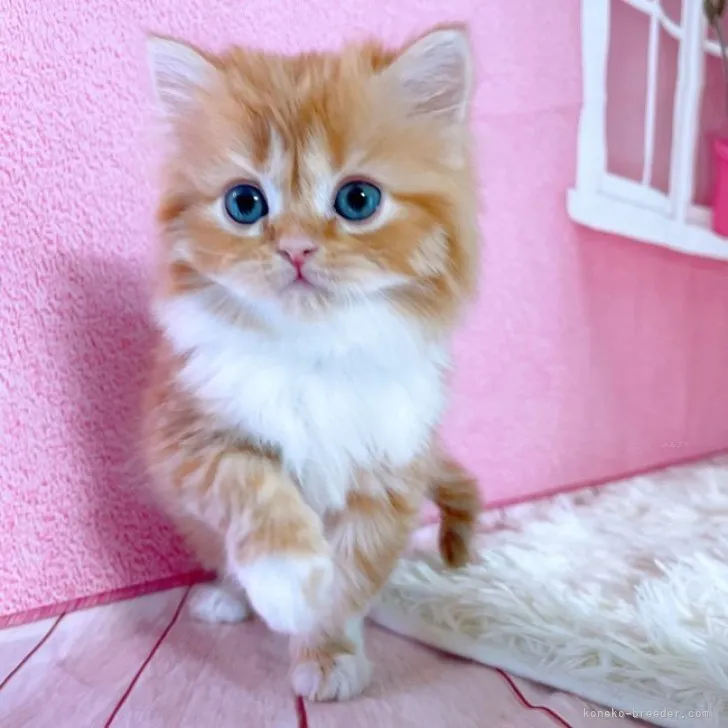 ID:2311-00272の子猫