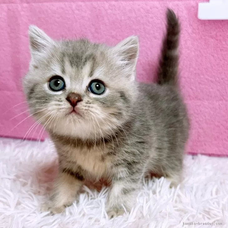 ID:2411-00384の子猫