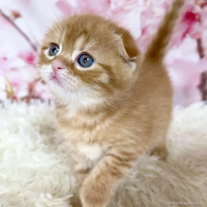 ID：2302-02101の子猫