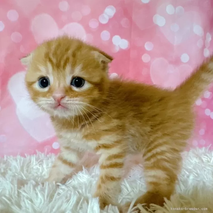 ID:2401-02645の子猫