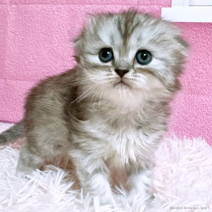 ID:2411-01619の子猫