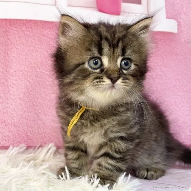 ID：2307-01363の子猫