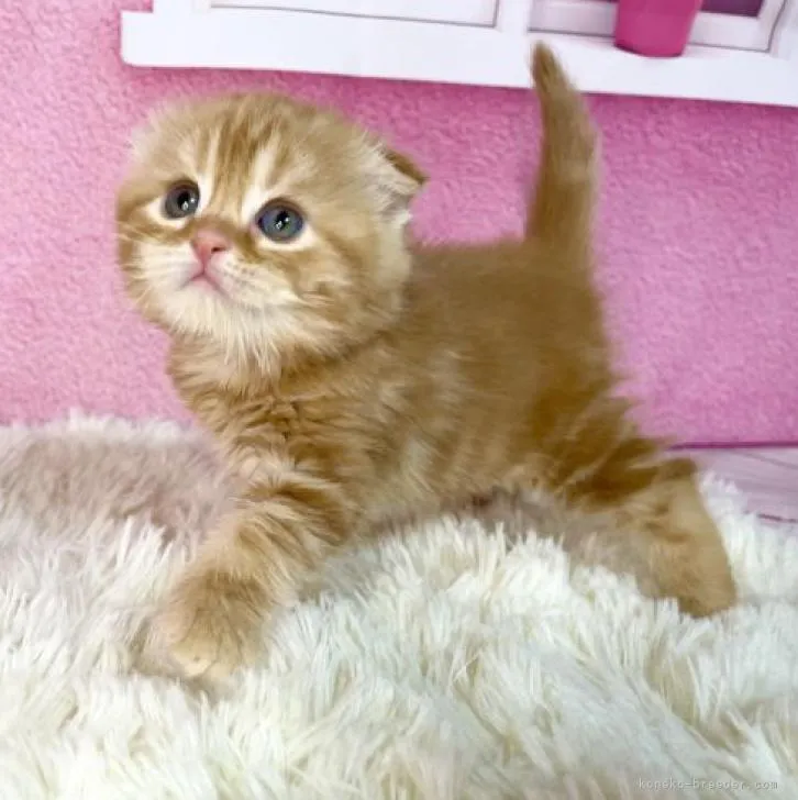 ID:2211-02522の子猫
