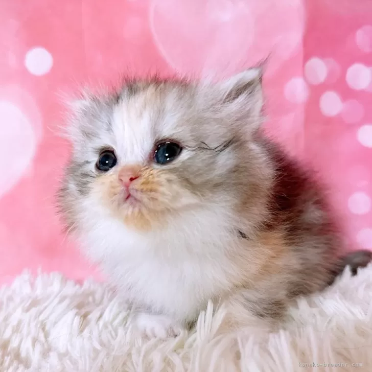 ID:2401-02237の子猫