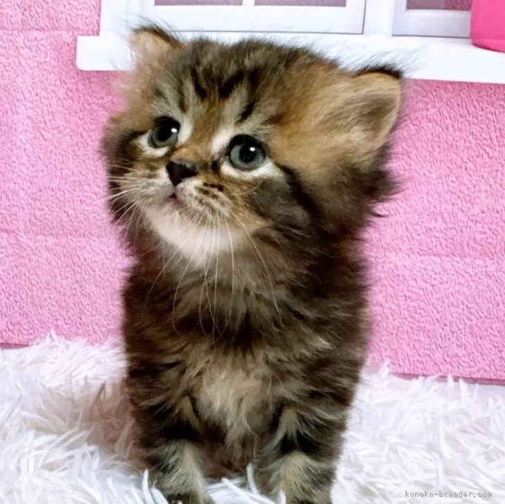ID:2411-01617の子猫