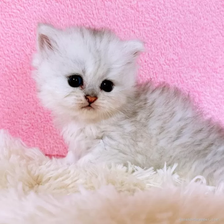 ID:2406-02932の子猫