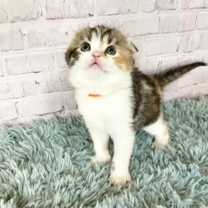 ID:2210-03119の子猫