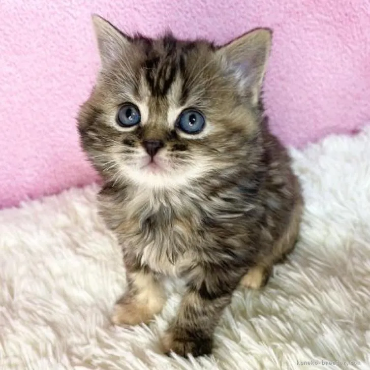 ID：2211-02519の子猫