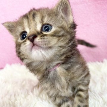 スコティッシュフォールド(立ち耳)【三重県・女の子・2023年3月31日・ブラウンタビー】の写真「GW特別価格✨✨5月末まで」