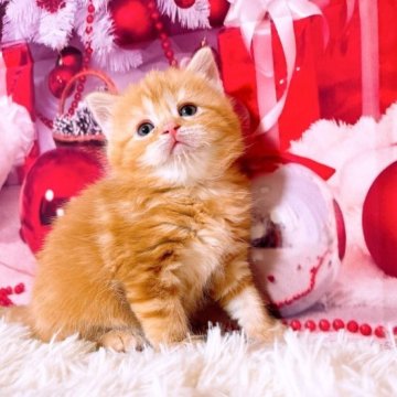 スコティッシュフォールド(立ち耳)【三重県・男の子・2023年10月28日・レッドタビー】の写真「クリスマス特別価格🎄12月以降お迎え可能です✨」