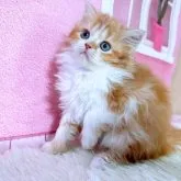 スコティッシュフォールド(立ち耳)【三重県・女の子・2023年10月2日・レッドタビー&ホワイト】の写真1