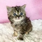 スコティッシュフォールド(立ち耳)【三重県・女の子・2022年10月24日・ブラウンタビー】の写真2