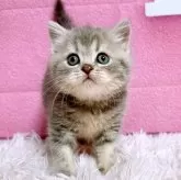 スコティッシュフォールド(立ち耳)【三重県・女の子・2024年9月29日・ブルークリームクラッシックタビー】の写真2