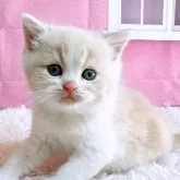 スコティッシュフォールド(立ち耳)【三重県・男の子・2024年9月29日・クリームクラッシックタビー&ホワイト】の写真2