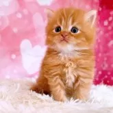 スコティッシュフォールド(立ち耳)【三重県・男の子・2024年9月19日・レッドタビー&ホワイト】の写真2