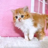 スコティッシュフォールド(立ち耳)【三重県・女の子・2023年10月2日・レッドタビー&ホワイト】の写真3