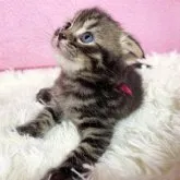 スコティッシュフォールド(折れ耳)【三重県・男の子・2023年3月31日・ブラウンタビー】の写真3