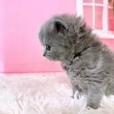 ブリティッシュショートヘア【三重県・男の子・2024年2月11日・ブルー】の写真4