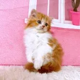 スコティッシュフォールド(立ち耳)【三重県・女の子・2023年10月2日・レッドタビー&ホワイト】の写真4