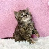 スコティッシュフォールド(立ち耳)【三重県・女の子・2022年10月24日・ブラウンタビー】の写真4