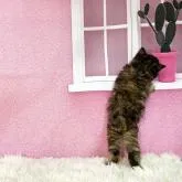 スコティッシュフォールド(立ち耳)【三重県・女の子・2022年10月24日・ブラウンタビー】の写真5