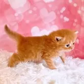 スコティッシュフォールド(立ち耳)【三重県・男の子・2024年9月19日・レッドタビー&ホワイト】の写真5