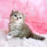 スコティッシュフォールド(立ち耳)【三重県・女の子・2025年10月26日・ブルーパッチドタビー&ホワイト】の写真11