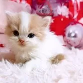 スコティッシュフォールド(立ち耳)【三重県・男の子・2025年11月8日・クリーム&ホワイト】の写真13