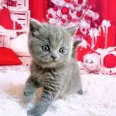 ブリティッシュショートヘア【三重県・女の子・2025年11月5日・ブルー】の写真13