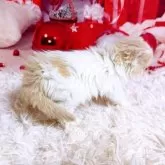 スコティッシュフォールド(立ち耳)【三重県・男の子・2025年11月8日・クリーム&ホワイト】の写真14