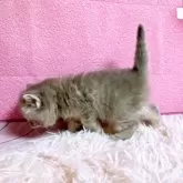 スコティッシュフォールド(立ち耳)【三重県・女の子・2025年2月28日・ブルークリームタビー】の写真15