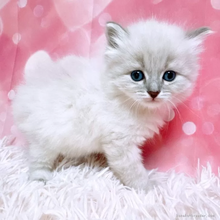 ID:2504-01666の子猫