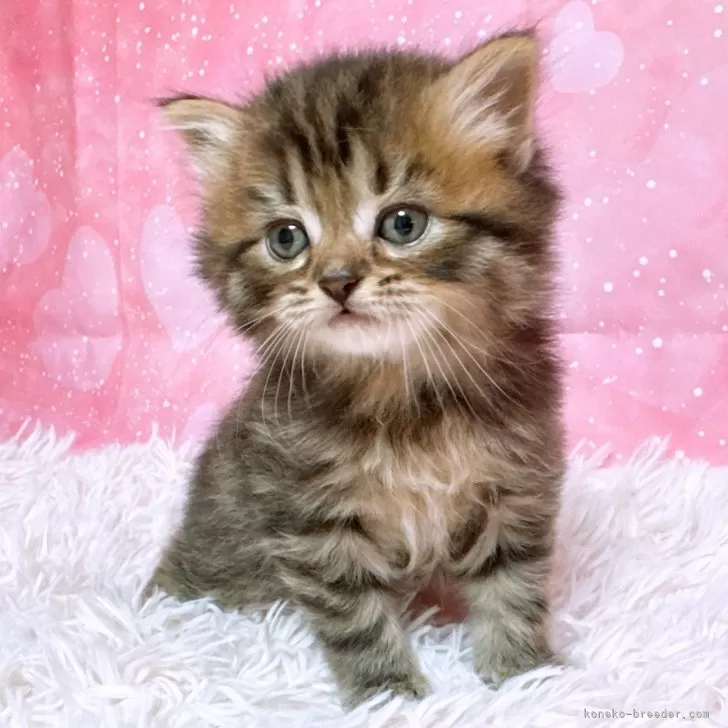ID:2412-01821の子猫