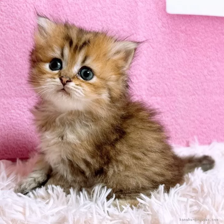 ID:2412-00754の子猫