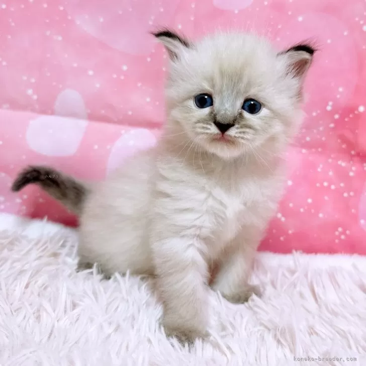ID:2508-00613の子猫