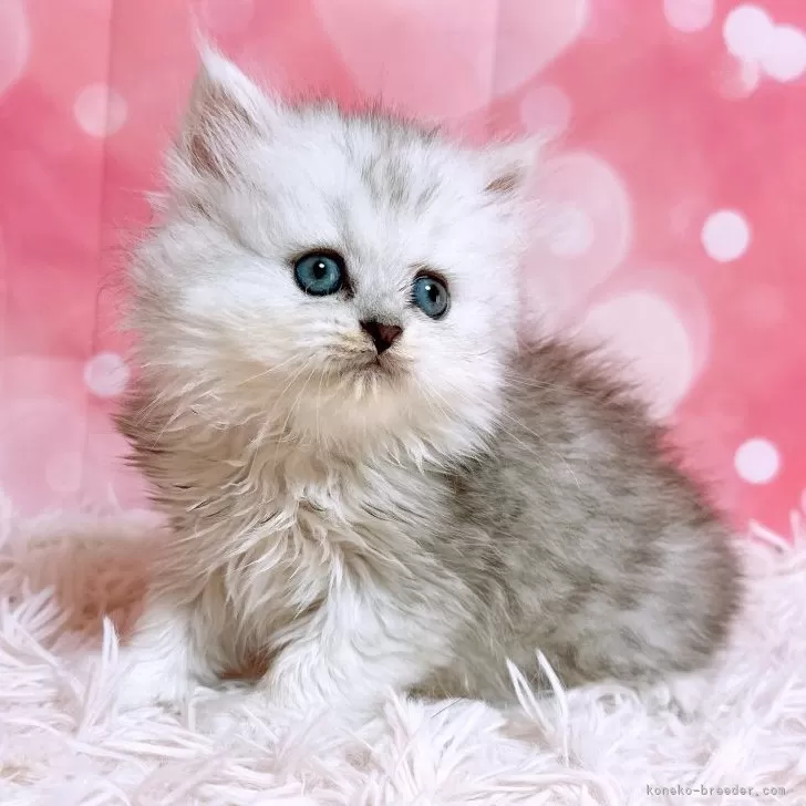 ID：2506-02607の子猫