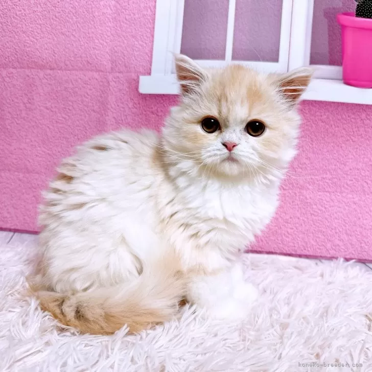 min 様のお迎えした子猫