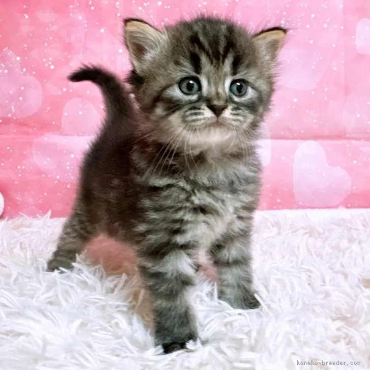 ID：2508-00736の子猫