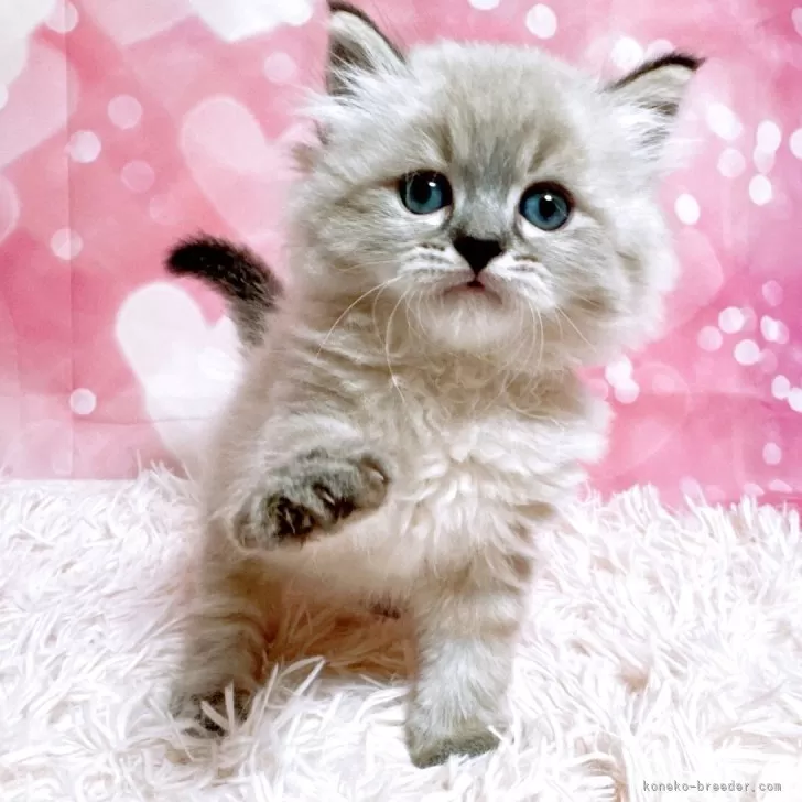 ID:2504-01445の子猫