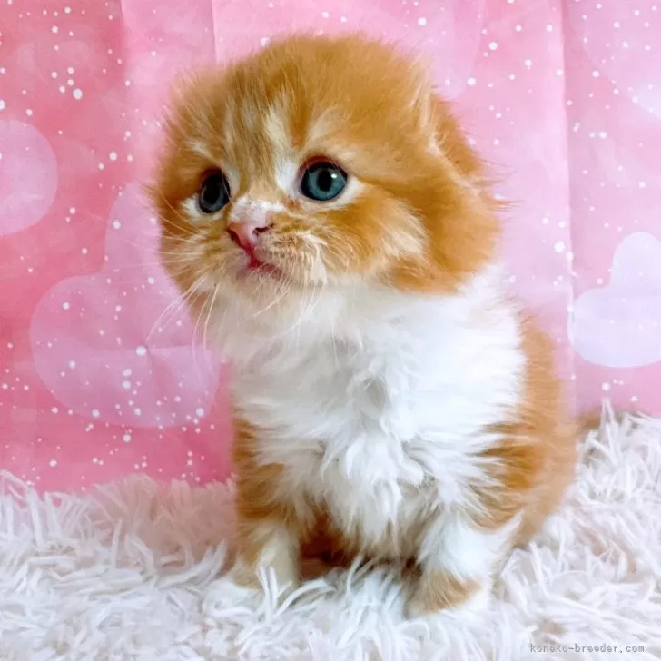 ID:2503-01644の子猫