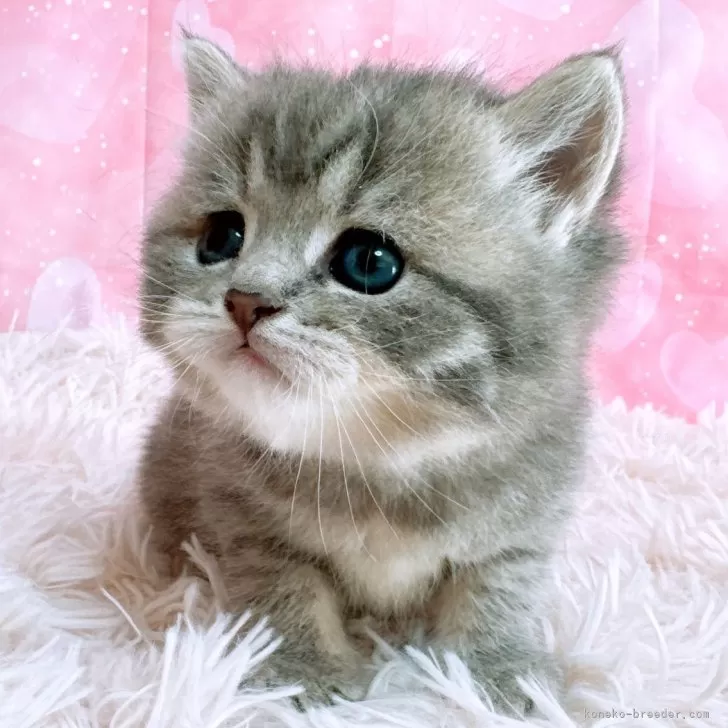 ID:2502-00393の子猫