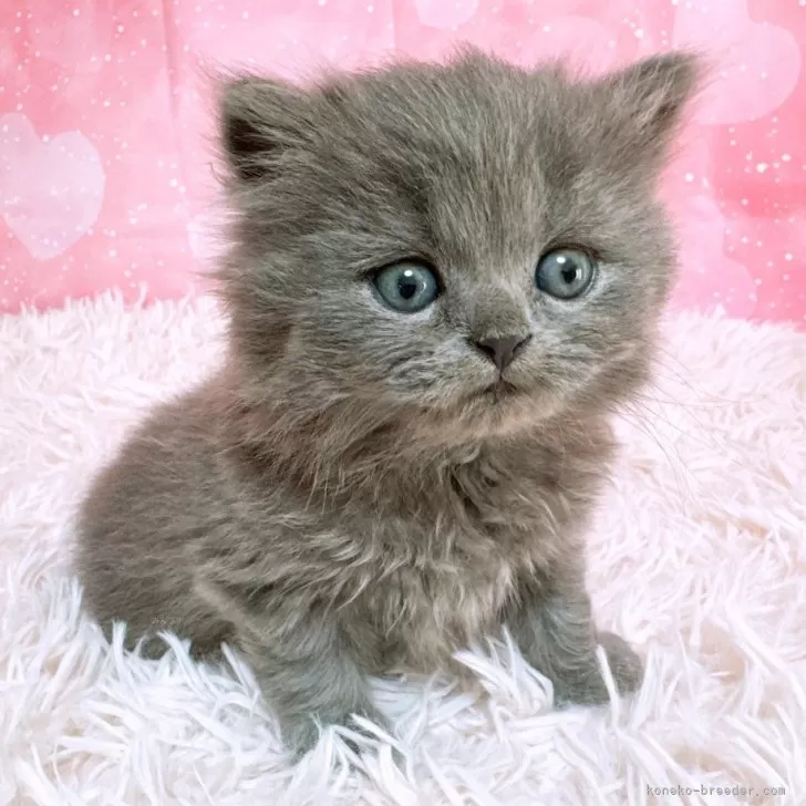 ID：2503-00865の子猫