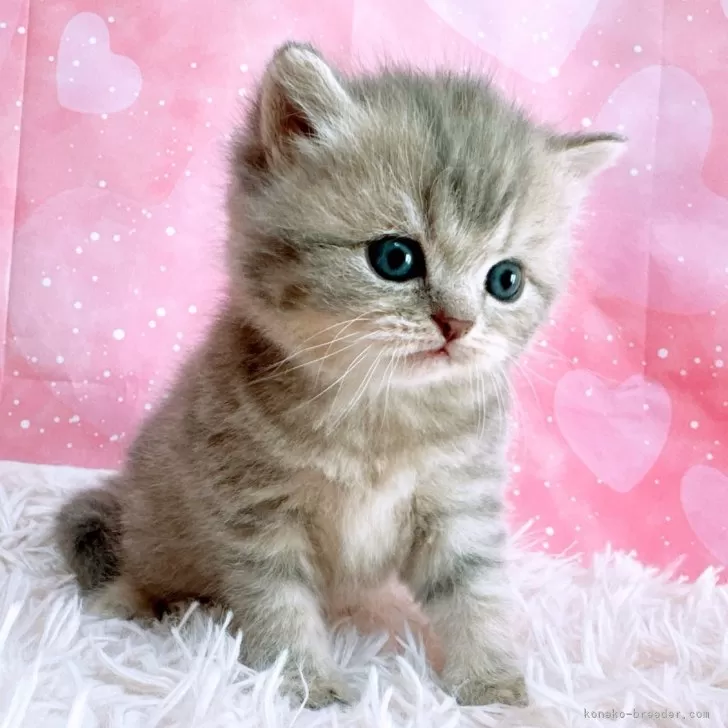 ID：2502-00441の子猫