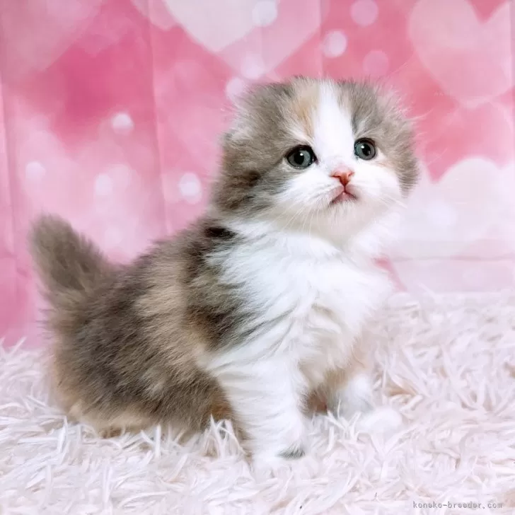 ID：2505-01355の子猫